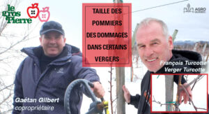 Taille des pommiers