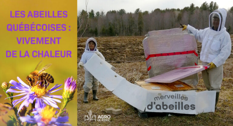 Blogue_abeilles quebecoises Abeilles québécoises