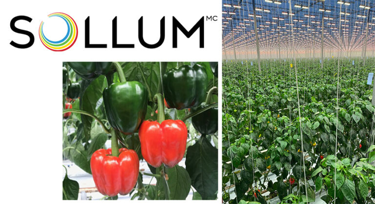 Communiqué SOLLUM Succès de la première récolte de poivrons v4
