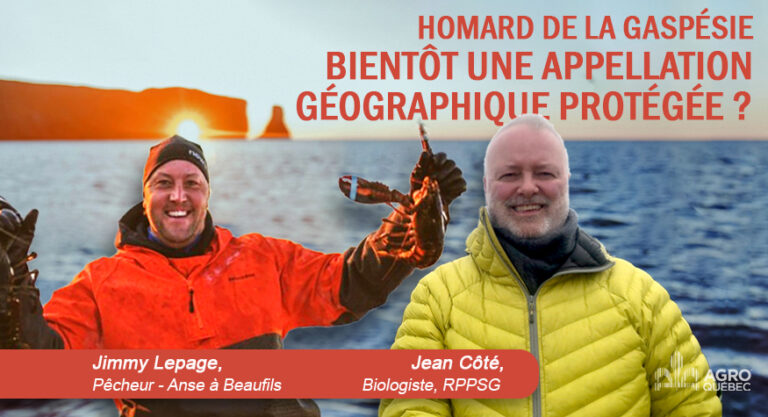 Blogue HOMARD DE LA GASPÉSIE BIENTÔT UNE APPELLATION GÉOGRAPHIQUE PROTÉGÉE version 2