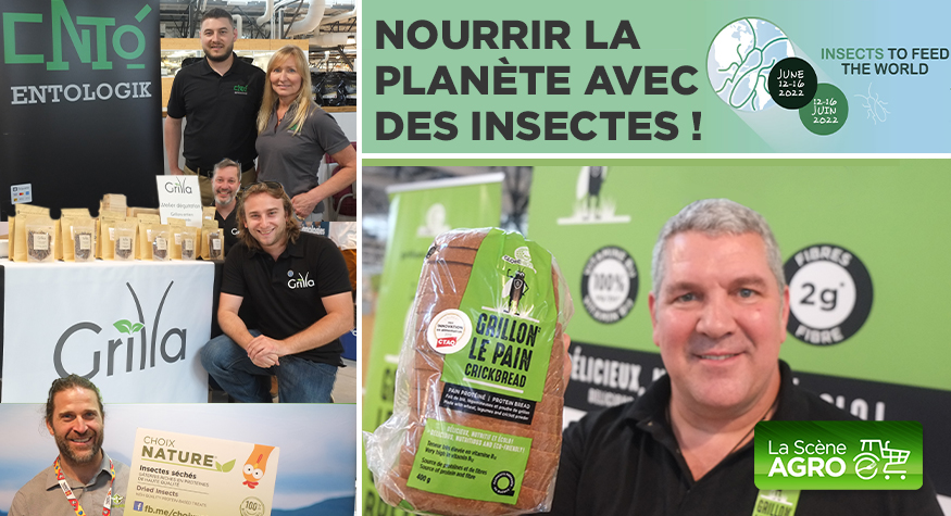 Balado – NOURRIR LA PLANÈTE AVEC DES INSECTES v2