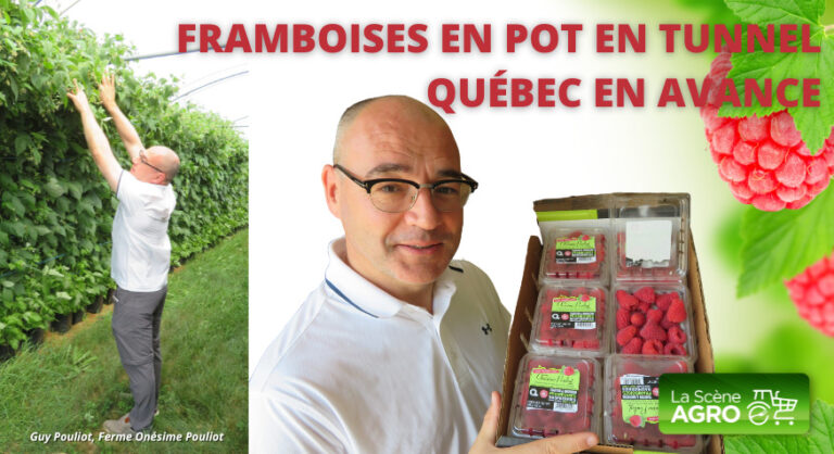 Balados Guy Pouliot Framboises du Québec