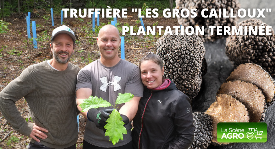 Truffes Québec plantations Truffière les gros cailloux