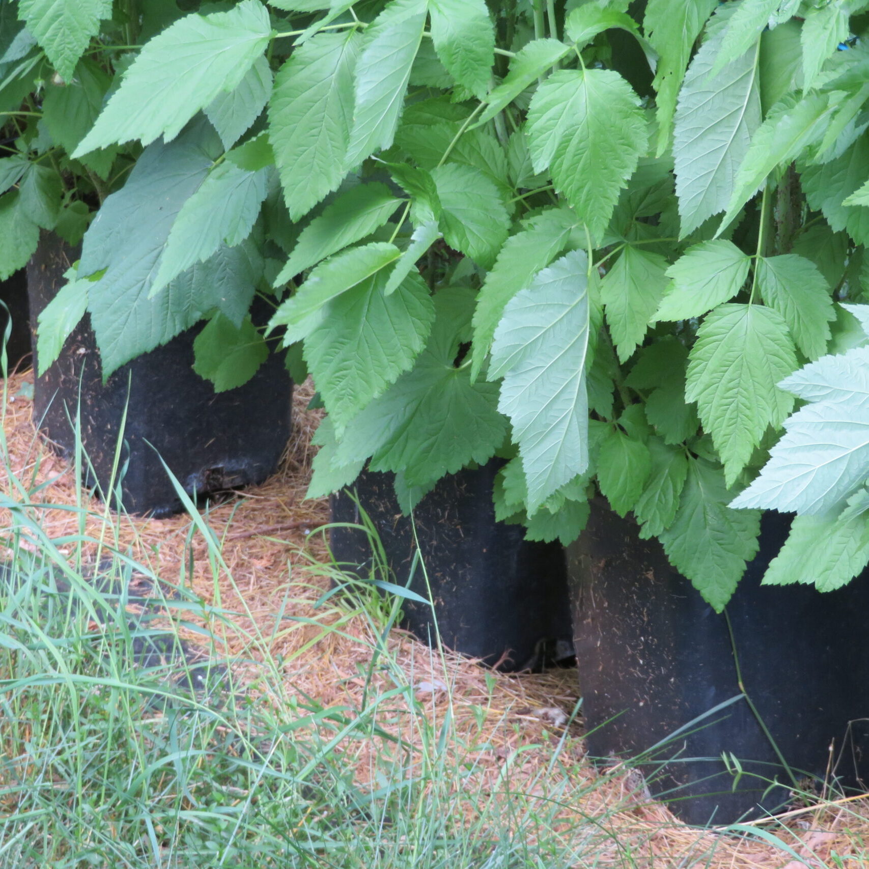 Framboises en pot en tunnel - Québec en avance 4 IMG 0380 scaled