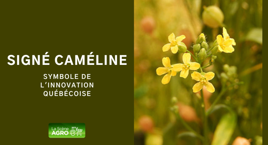 Blogue – visuel caméline