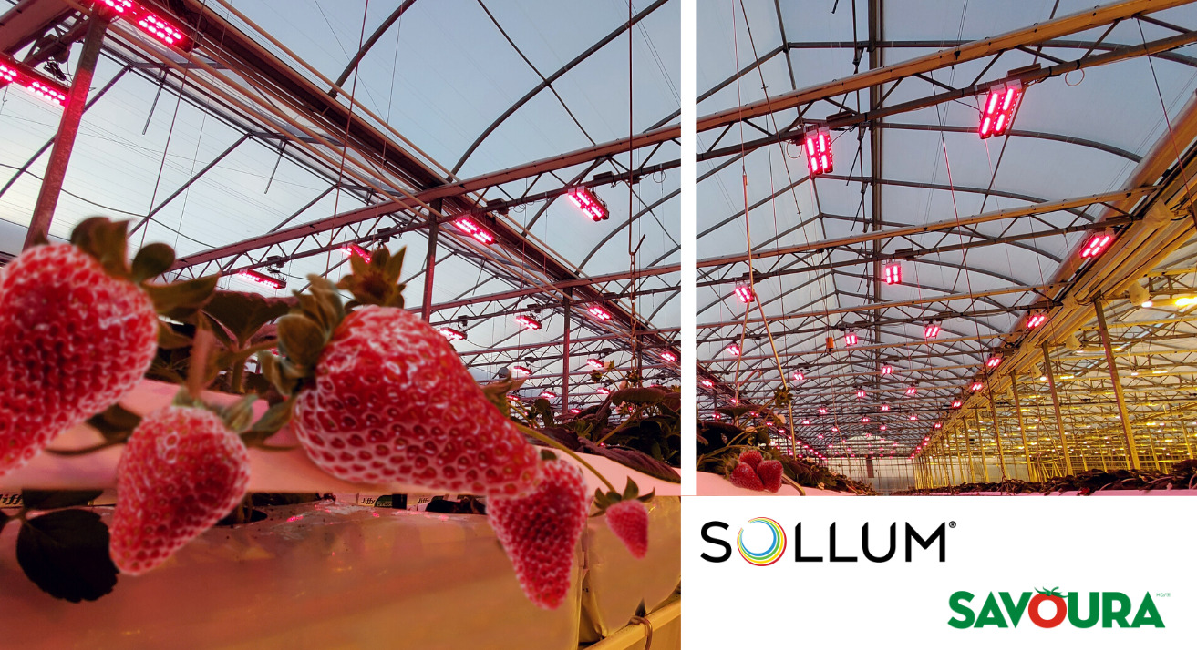 Sollum Savoura Sollum vitrine technique