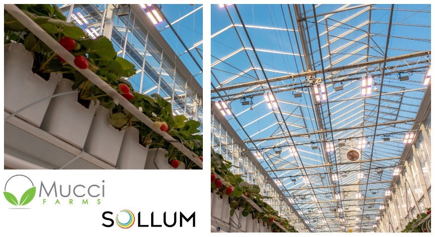 Sollum Mucci farm Sollum éclairage