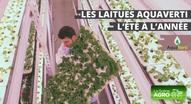 Laitues Aquaverti Balado Aquaverti