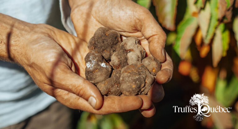 Truffes Québec
