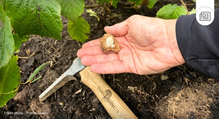 Truffes Québec Trufficulture