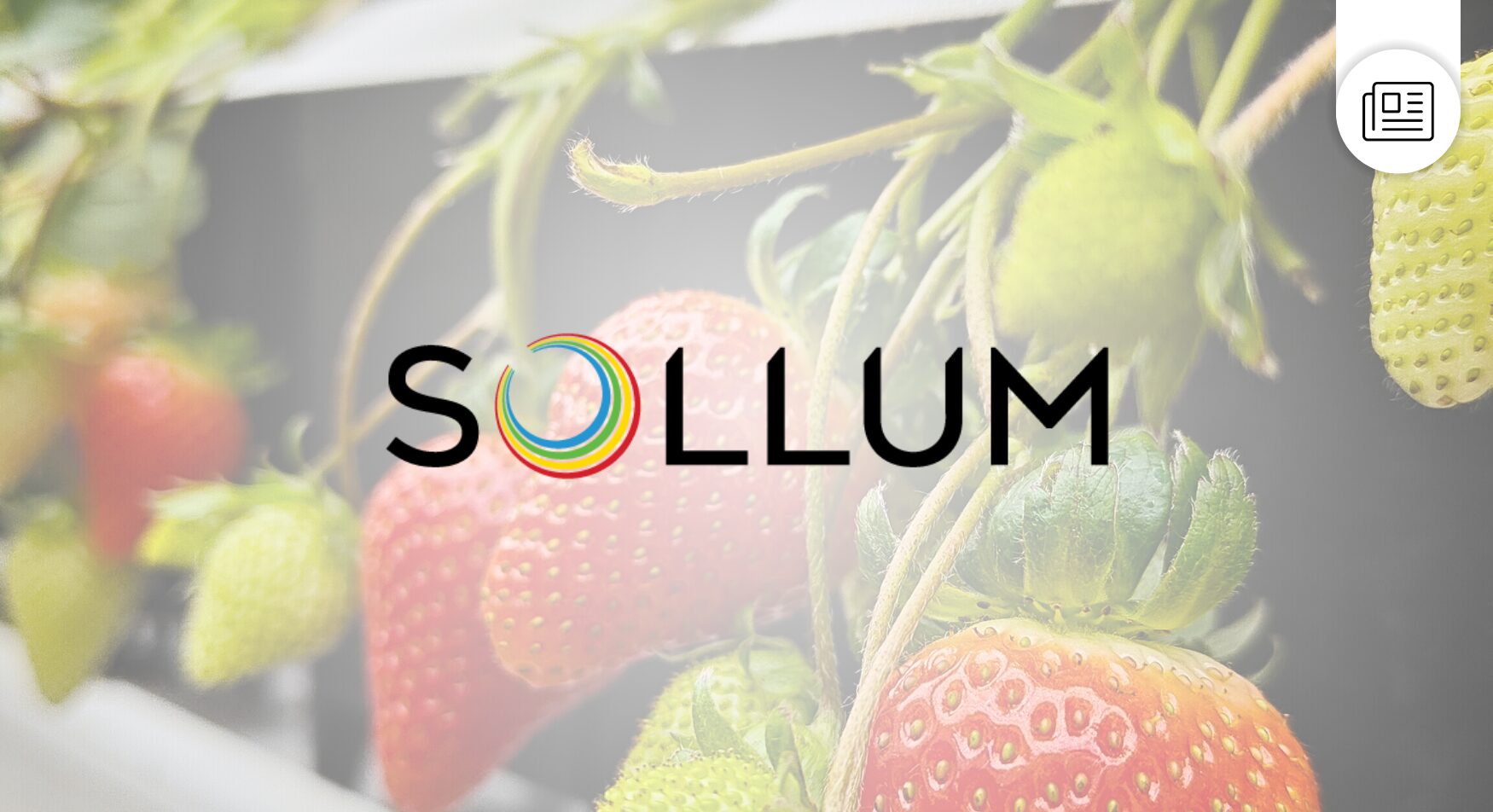 Sollum_vertiberry VERTIBERRY - Sollum