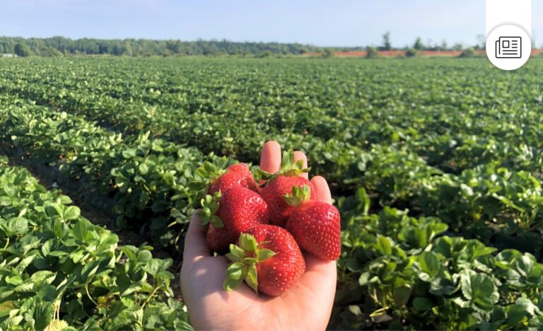 2025-06-04_Lancement saison des fraises_2025