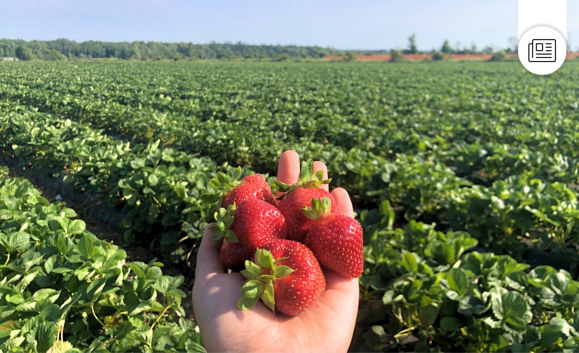2025-06-04_Lancement saison des fraises_2025
